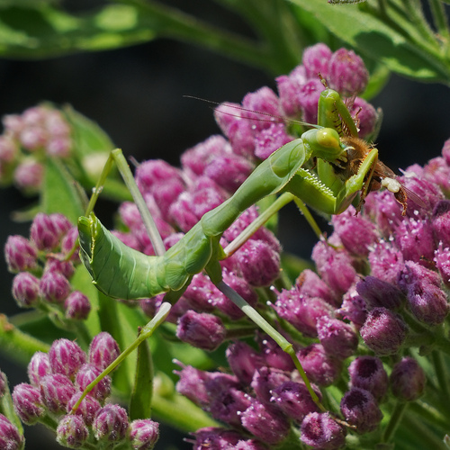 iNaturalist observation photo of Arizona Mantis