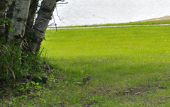 Poliocitellus franklinii