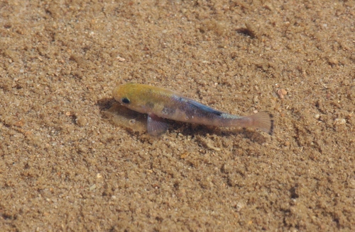 Salt Creek pupfish (Cyprinodon salinus) — Cyprinodontidae — 5