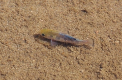 Cyprinodon salinus salinus