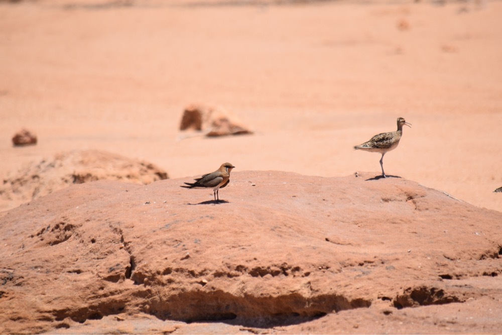Little Curlew