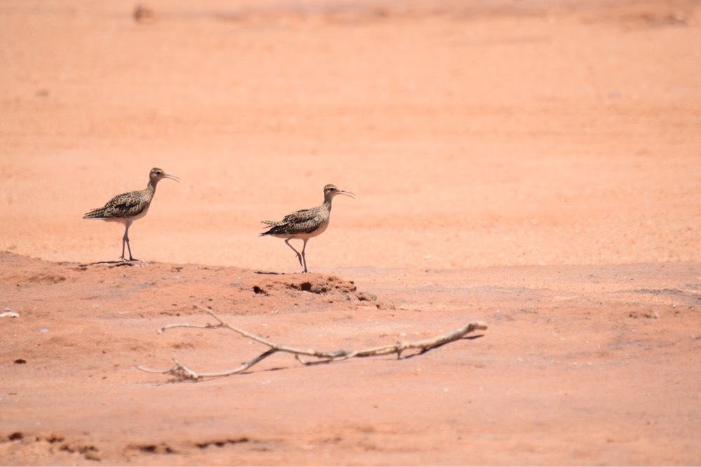 Little Curlew