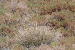 Juncus cooperi