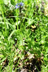 Veronica cusickii