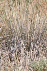 Juncus cooperi