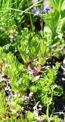 Veronica cusickii
