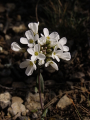 Noccaea macrantha