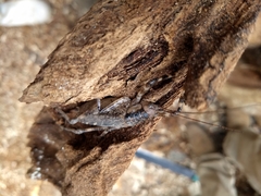 Ancistrocercus circumdatus