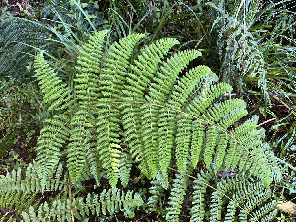 Dryopteris peranema