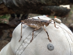 Ancistrocercus circumdatus