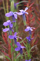Gentianopsis barbata