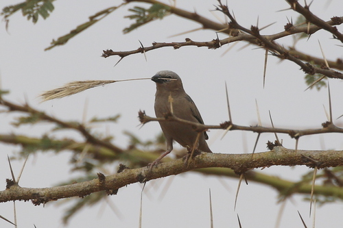 Grey-capped Social Weaver (Pseudonigrita arnaudi), photo 9