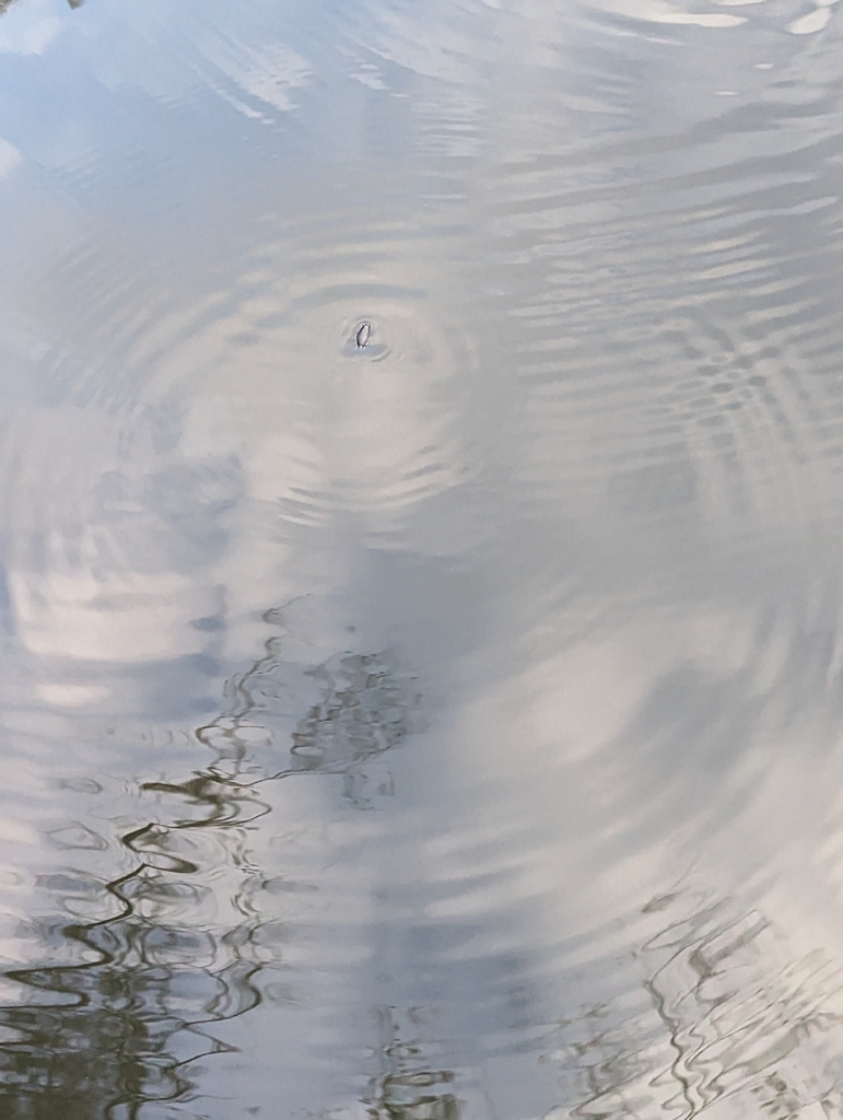 Gyrininae from Blue Pool, Carrington Falls on August 29, 2023 at 04:49 ...