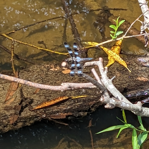 Twelve-spotted skimmer
