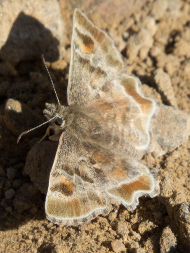 Arizona Powdered-Skipper