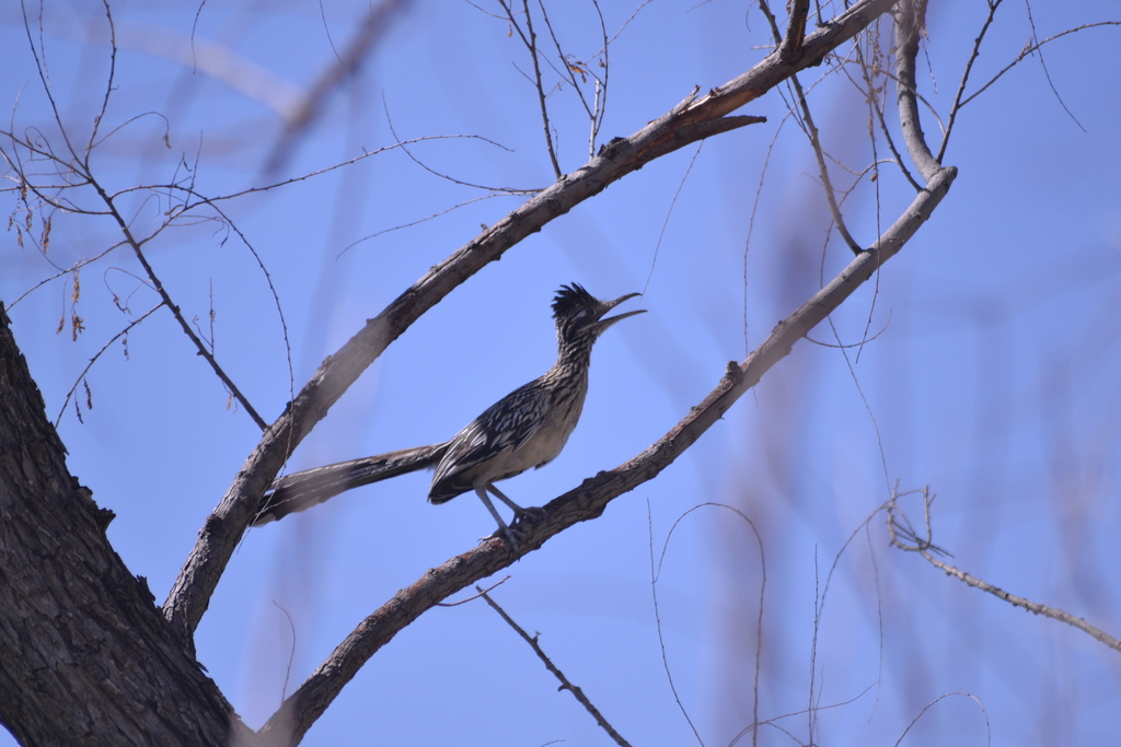 greater-roadrunner-from-chihuahua-chih-m-xico-on-august-31-2023-at