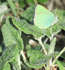 Callophrys viridis