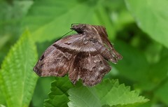 Helias phalaenoides