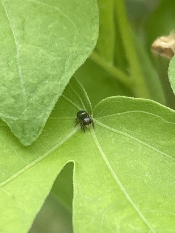 common-leaf-beetle-jumping-spider-from-scottsdale-community-college
