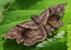 Helias phalaenoides
