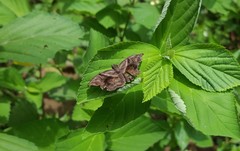 Helias phalaenoides