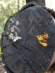 Trichaptum abietinum image