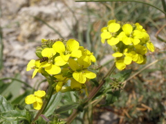 Erysimum cuspidatum