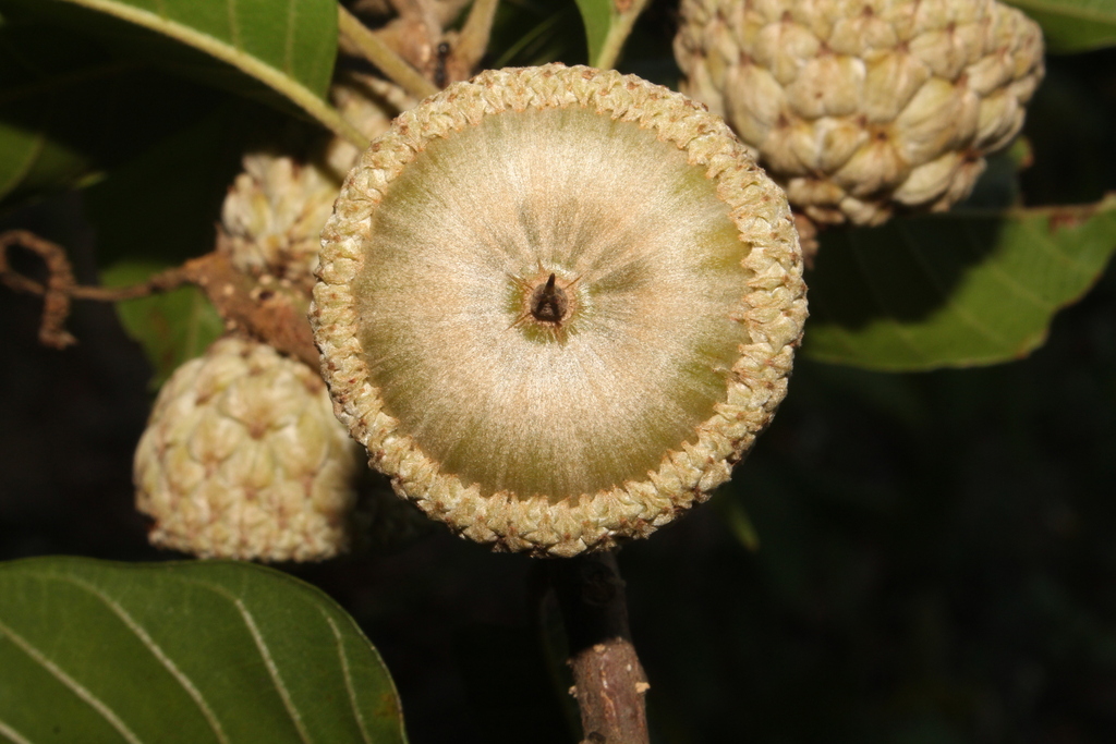 Lithocarpus corneus (Lithocarpus corneus)