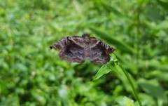 Helias phalaenoides