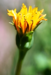 Nothocalais alpestris