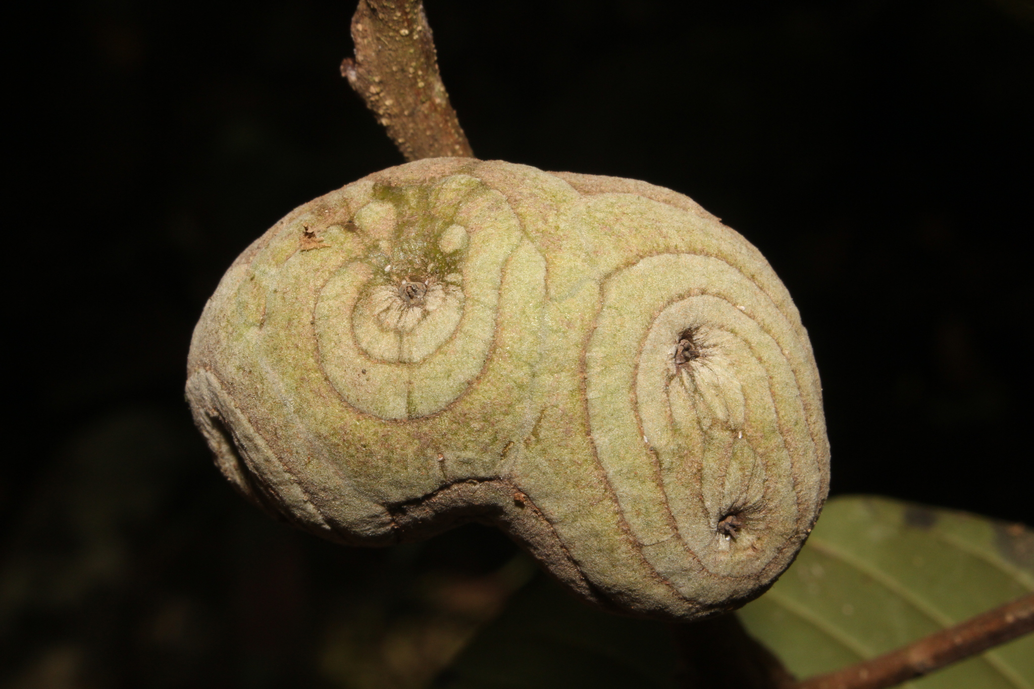 Lithocarpus balansae — ảnh 2