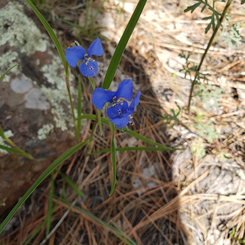 Birdbill dayflower (Commelina dianthifolia)