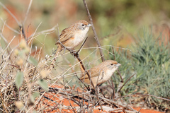 Eyrean Grasswren photo 3