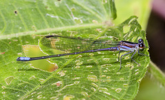 Argia nigrior