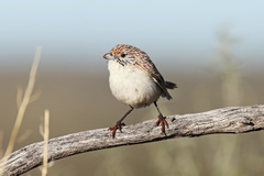 Eyrean Grasswren photo 4