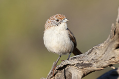Eyrean Grasswren photo 2