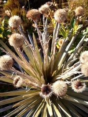 Celmisia armstrongii