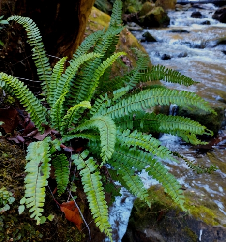Asplenium monanthes