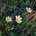 Dryas octopetala punctata - Photo (c) Александр, some rights reserved (CC BY-NC), uploaded by Александр