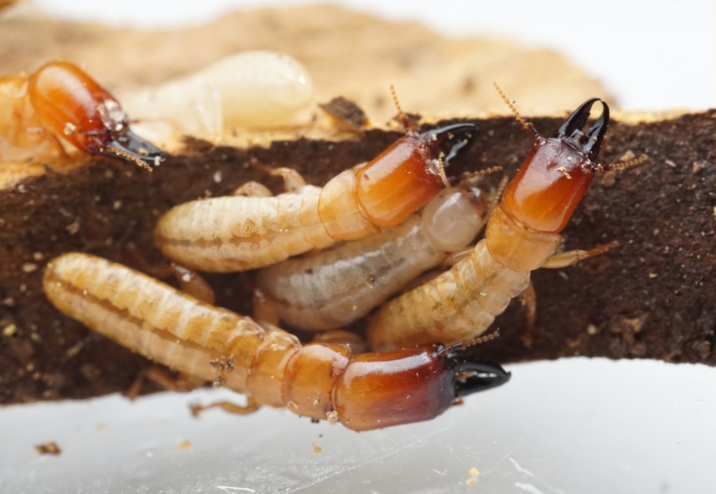 Termites
