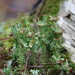 Bronzed Pixie Lichen - Photo (c) Hans, some rights reserved (CC BY-NC), uploaded by Hans