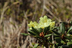 Rhododendron aureum