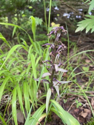 Keyflower (Dactylorhiza aristata)
