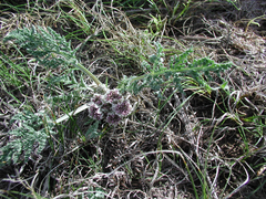 Vesper montanus