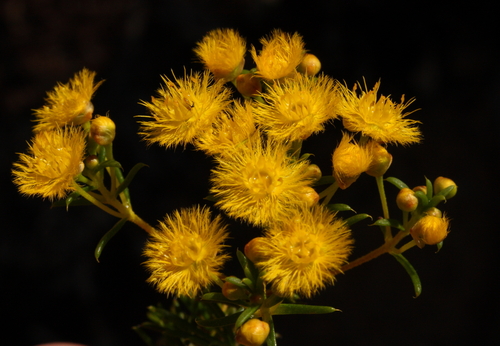 Verticordia chrysantha Endl.