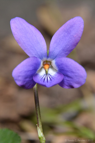 Kvapioji našlaitė nuotrauka