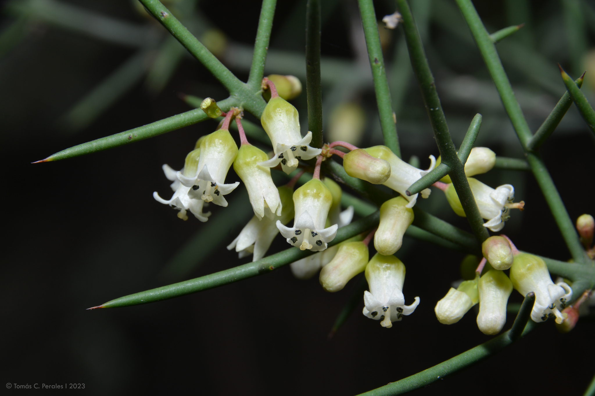 Colletia spinosissima