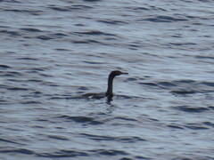 Urile penicillatus