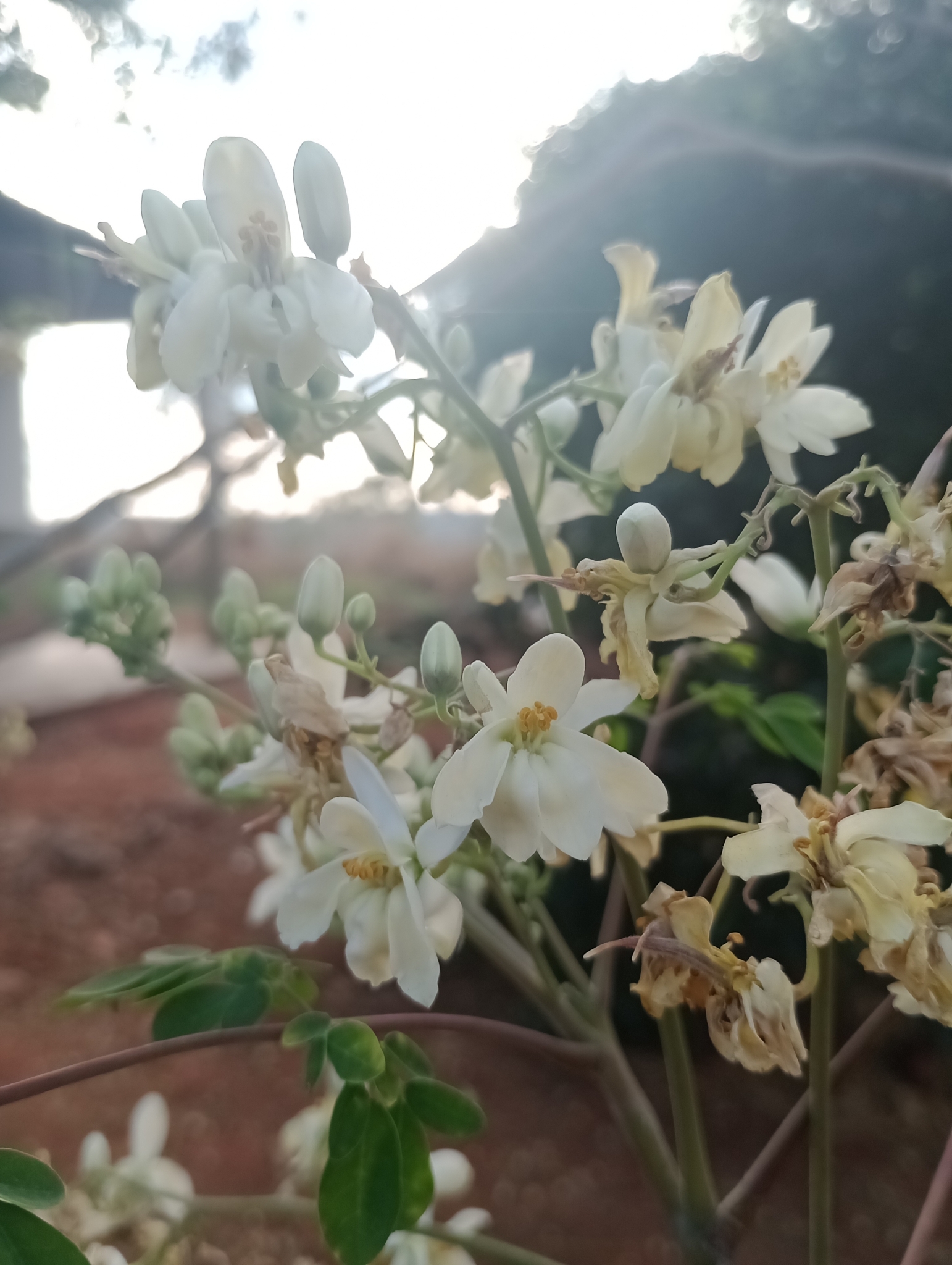 Moringa oleifera