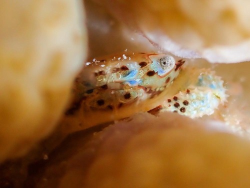 Domecia glabra observed 2023-08-18